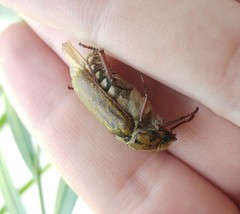 Anoxia maculiventris