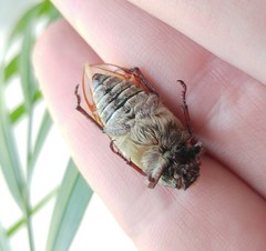 Anoxia maculiventris