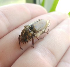 Anoxia maculiventris