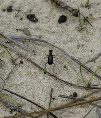 Cicindela abdominalis