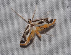 Theila siennata