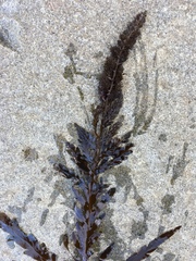Stephanocystis