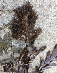Stephanocystis