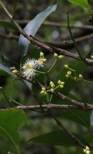 Image of Lidded Cleistocalyx (Syzygium nervosum) by no rights reserved