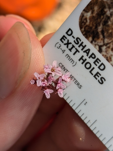 Image of Peninsular Spineflower (Chorizanthe leptotheca) by (c) James C. Davis, some rights reserved (CC BY-SA)