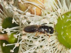 Euryglossina hypochroma