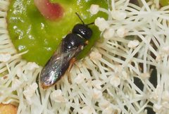 Euryglossina hypochroma