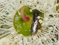 Euryglossina hypochroma