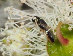 Euryglossina hypochroma