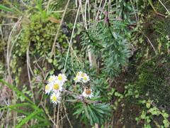 Anaphalioides subrigida