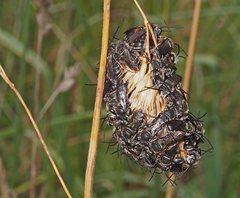 Lipotriches submoerens