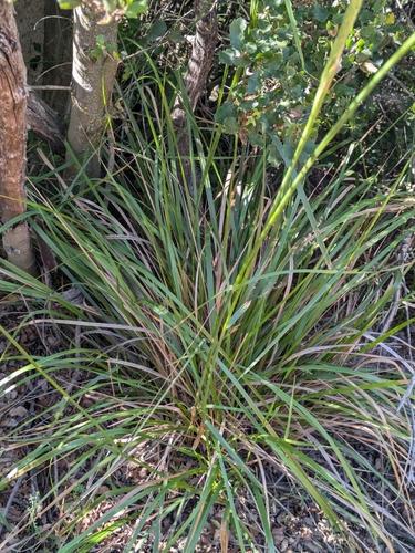 Image of Calamagrostis koelerioides by (c) James C. Davis, some rights reserved (CC BY-SA)