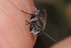 Lipotriches submoerens