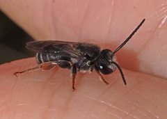 Lipotriches submoerens