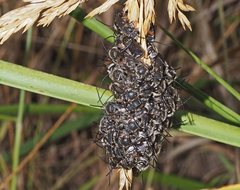 Lipotriches submoerens