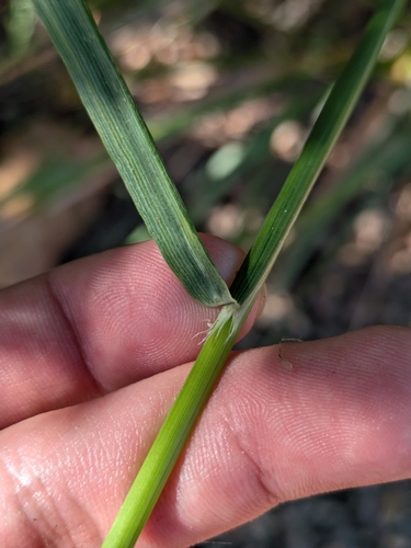 Image of Calamagrostis koelerioides by (c) James C. Davis, some rights reserved (CC BY-SA)