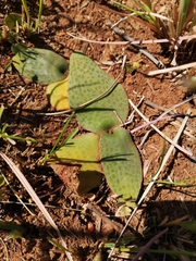 Ledebouria ovatifolia ovatifolia