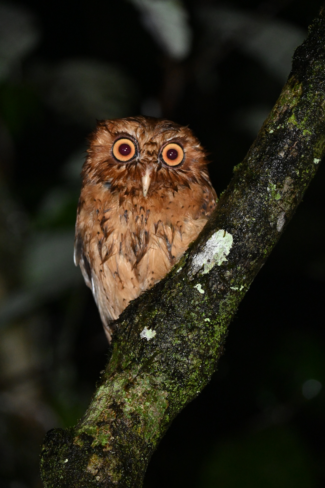 Serendib Scops Owl (Otus thilohoffmanni), photo 9