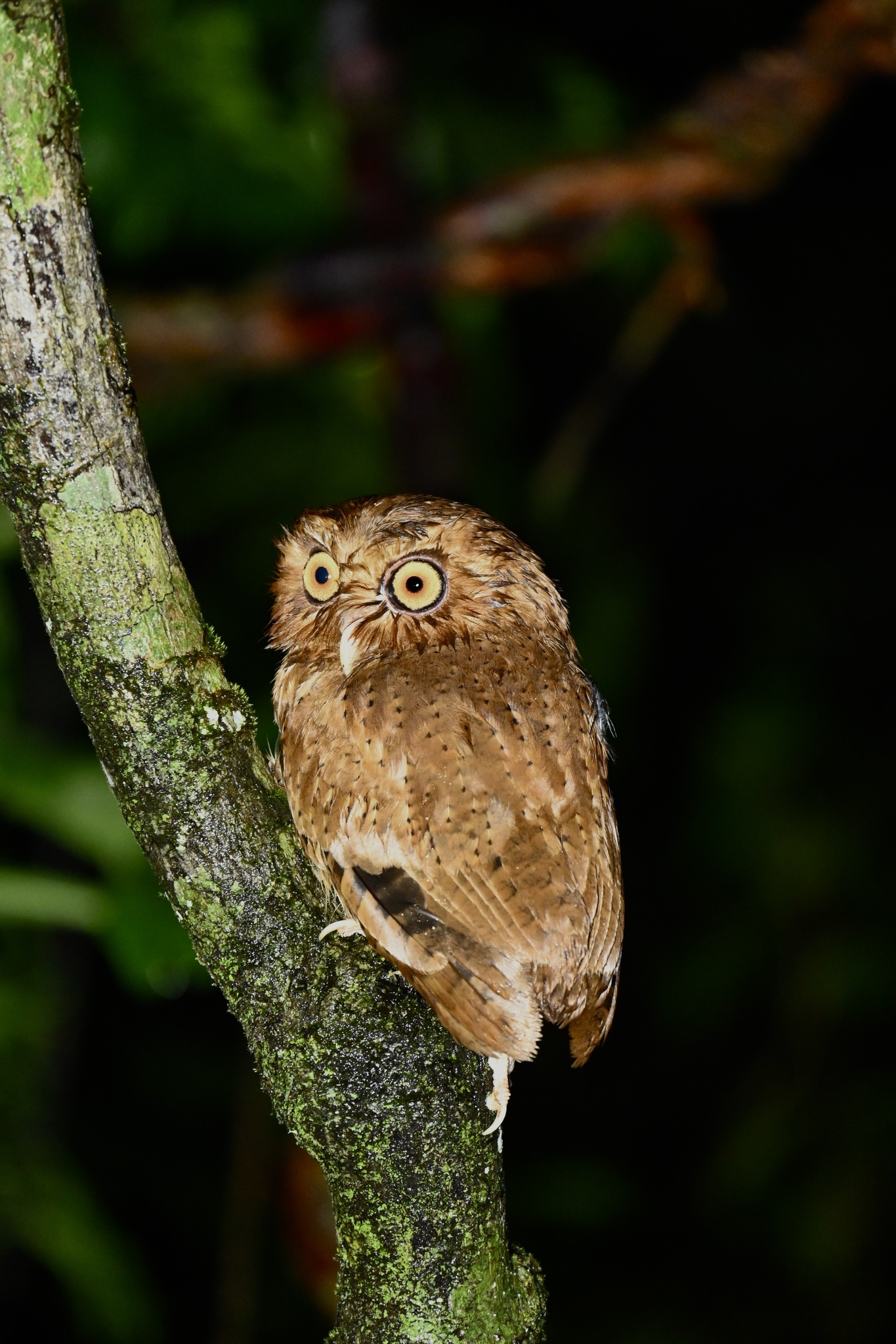 Serendib Scops Owl (Otus thilohoffmanni), photo 10