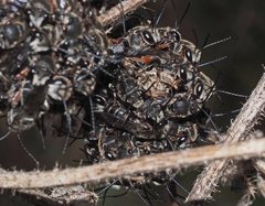 Lipotriches submoerens