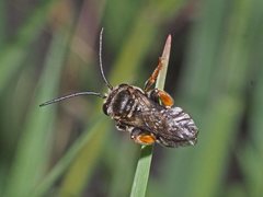 Lipotriches submoerens