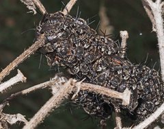 Lipotriches submoerens