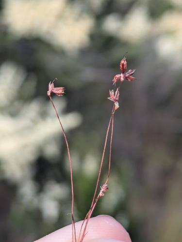 Image of Juncus triformis by (c) James C. Davis, some rights reserved (CC BY-SA)