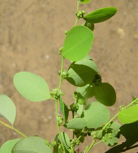 Phyllanthus ciccoides observed 2005-07-14