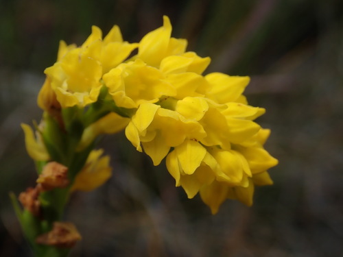 Image of Schizochilus cecilii by no rights reserved