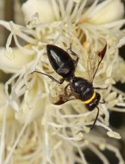 Hylaeus primulipictus