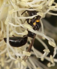 Hylaeus primulipictus