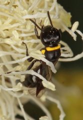 Hylaeus primulipictus