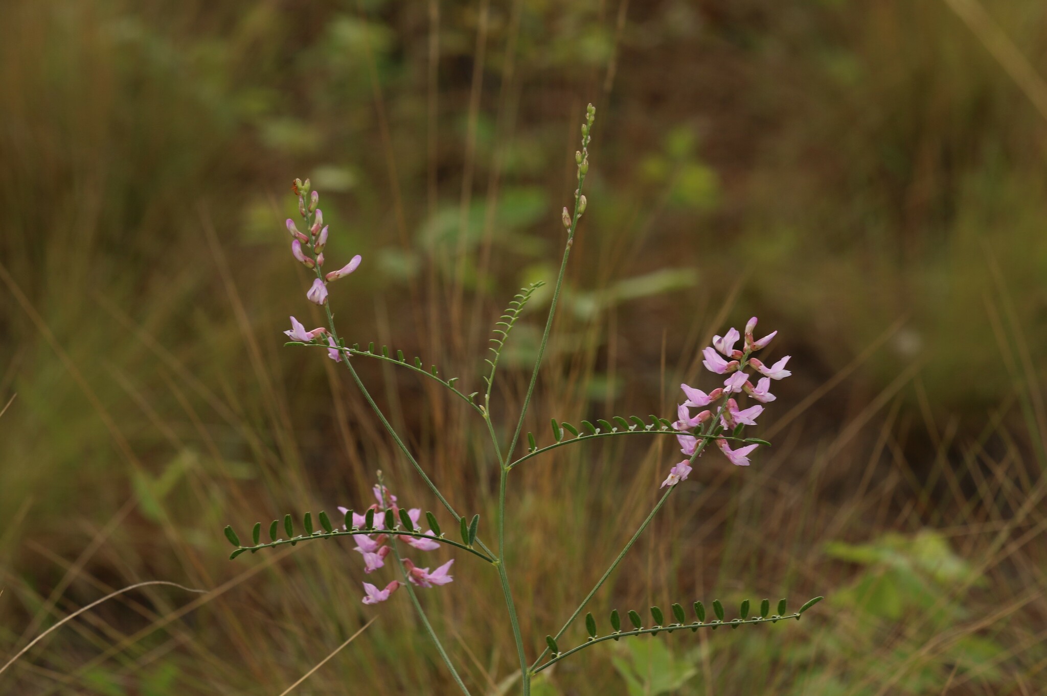 Astragalus michauxii