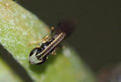 Hylaeus ofarrelli
