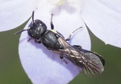 Hylaeus quadriceps