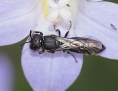Hylaeus quadriceps