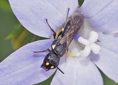 Hylaeus quadriceps