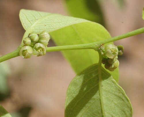 Phyllanthus ciccoides observed 2008-07-04