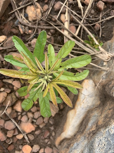 Cochlospermum tinctorium