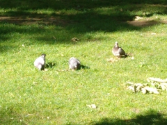 Columba livia domestica