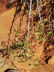 Searsia rigida rigida