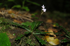 Stenoglottis fimbriata