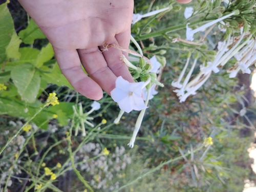 Image of Nicotiana sylvestris by no rights reserved
