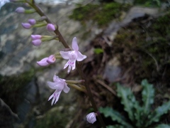 Stenoglottis fimbriata