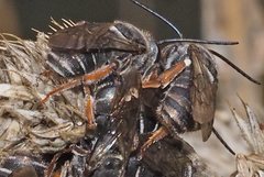 Lipotriches submoerens