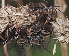 Lipotriches submoerens