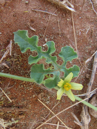 Image of Citrullus rehmii by no rights reserved