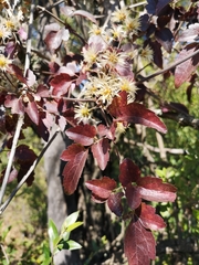 Clematis hirsuta junodii
