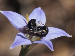 Hylaeus quadriceps