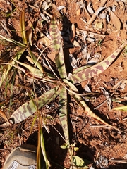 Ledebouria luteola